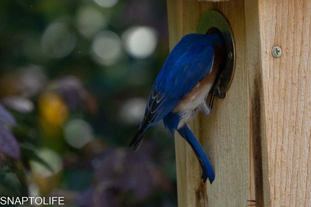 Blue Bird Feeding Hatchlings-8